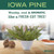 Iowa Pine Soy Candle - 7.2oz