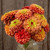Queeny Lime Orange Zinnia - 20 SEEDS