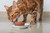 Bison Feast Canned Cat Food - 8 oz