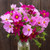 Sensation Blend Cosmos - ~135 seeds Sensation Blend Cosmos - ~135 seeds