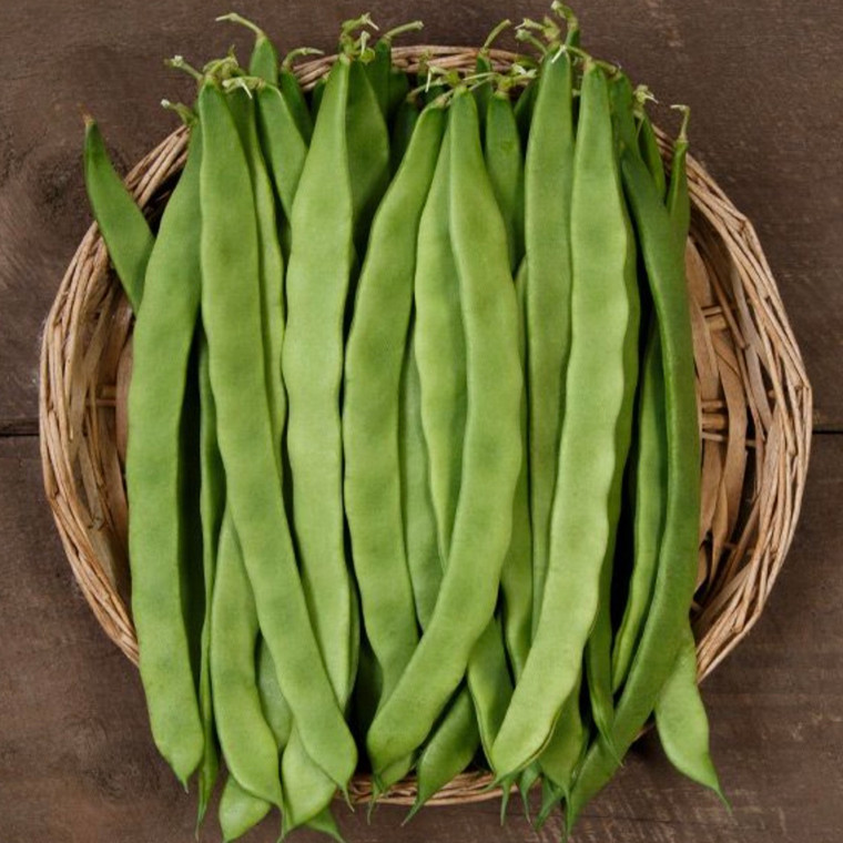 Northeaster Pole Bean Seeds - 1 OZ