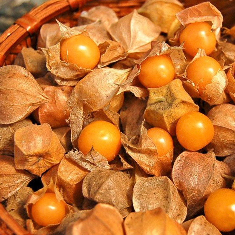 Goldie Ground Cherry Seeds - 1/10 GRAM