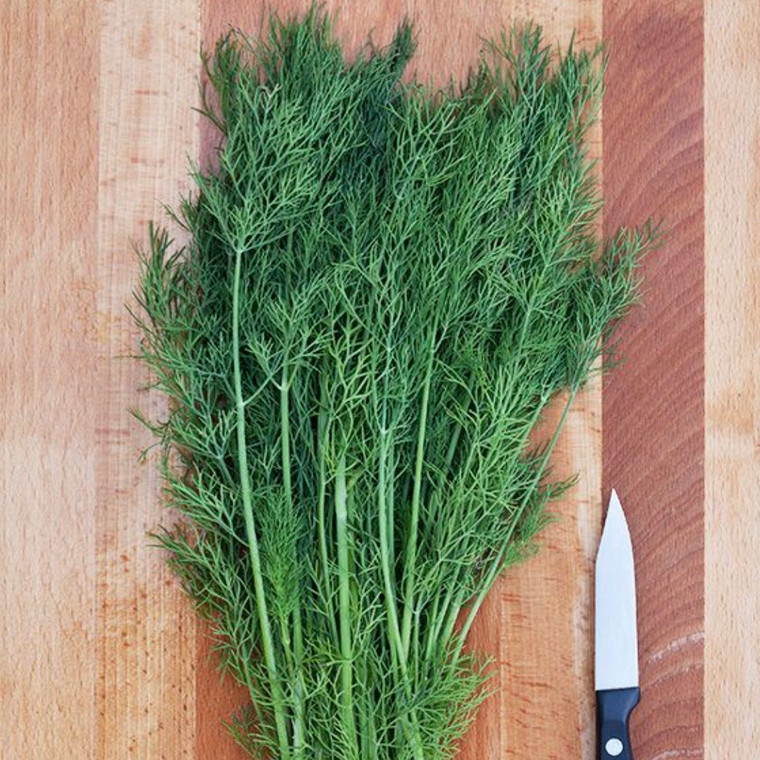 Greensleeves Dill Seeds - 1/32 OZ Greensleeves Dill Seeds - 1/32 OZ