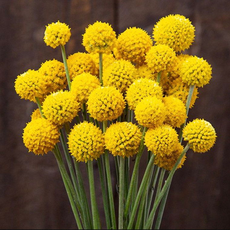 Sunball Craspedia - 50 SEEDS