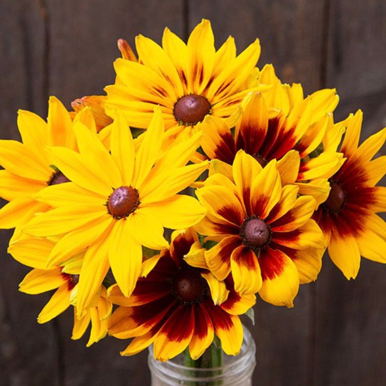 Rudbeckia - 50 SEEDS