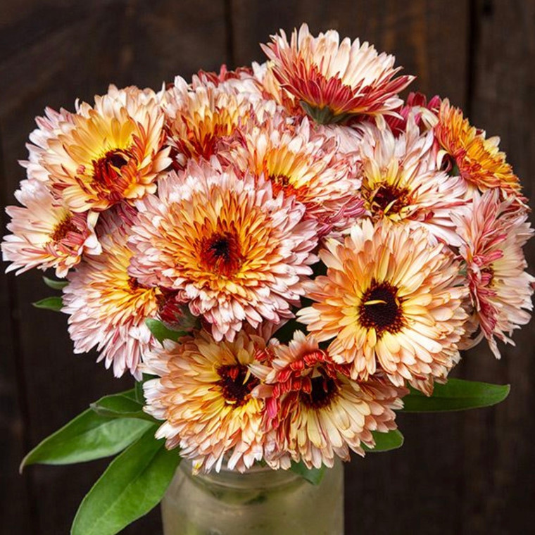 Strawberry Blonde Calendula Seeds- 1/32 oz