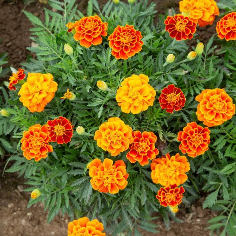 Queen Sophie Marigold Seeds - 1/32oz