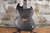 ESP LTD VIPER 1000 Vintage Black