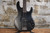 ESP LTD AP-204 Satin Black