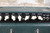 Fender Hot Rod Deluxe III Limited Edition Emerald Green Tolex 1X12 Tube Combo Amp w/ Cover (Used)