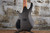 Cort Artisan Series Space 5 Headless Star Dust Black w/ Cort Gig Bag
