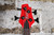 Cort C4 Deluxe Artisan Series Red