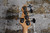 2000 Peavey Foundation Fretless 5 String Blue RARE