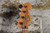 2019 Fender Player Series Jazz Bass Polar White (Used)