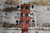 Jasmine S34C (Used)