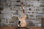 Schecter C-1 SLS Antique Fade Burst (Used)