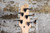 2003 Squier MB-5 Modern Pewter Grey Metallic