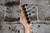 2013 Squier Bullet Series Stratocaster HSS Sunburst (Used)