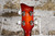 Hofner B-Bass Hi Series Violin Bass Sunburst (Used)
