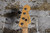 2009 Fender American Standard P-Bass Sunburst w/ OHSC & Case Candy