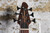 Peavey Grind Bass NTB 6 String Neck Thru (Used)