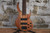 Peavey Grind Bass NTB 6 String Neck Thru (Used)