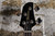 Ibanez Talman TMB-100 Black