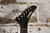 Slammer by Hamer KP-1BK (Used)