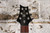 2009 PRS SE Custom 24 Transparent Black w/ Hard Case (Used)