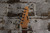Peavey Raptor EXP HSS Black (Used)