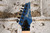Ibanez RG550 Genesis (Made in Japan) Electric Blue  w/ Hard Case (Used)