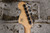 Squier Paranormal Troublemaker Telecaster Ice Blue Metallic (Used)