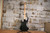 Dean Edge 09 Satin (Used)
