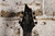 Cort KX-500 Etched Black (Used)