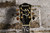 Ibanez AS93SP Black Artcore Expressionist