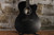 Martin X Series Special Black (Used)