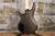 Ibanez GSRM20 Mikro Walnut Flat