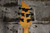 Schecter Demon-6 FR (Used)