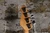1978 Peavey T-40 Natural w/ OHSC