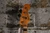Squier Classic Vibe 70s Jazz Bass Natural (Used)