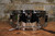 Premier Made in England Steel 14X5.5 Snare Drum (Used)