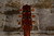 Takamine TSF40C Legacy w/ OHSC (Used)