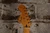 Fender Partscaster Gold w/ Fender Jimi Hendrix Neck & MORE! w/ Tweed Hard Case (Used)