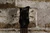 Hofner Ignition Series Violin Bass Sunburst (Used)