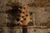 Sterling by Music Man StingRay 5 Red Burst (Used)