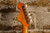 Fender Sonoran SCE (Used)