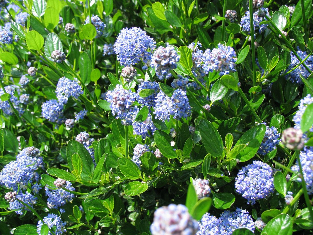 Ceanothus Victoria Californian Lilac Shrub 5-6ft Extra Large Plant