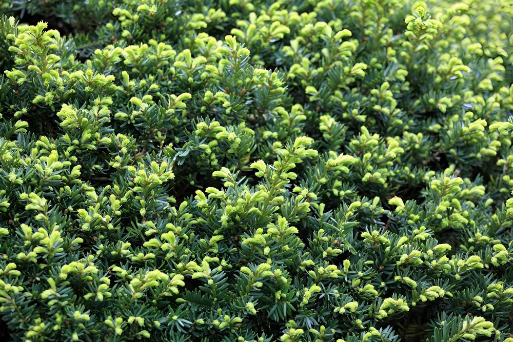 Taxus Baccata English Yew Hedging Plants Pack 5x Large Bushy Trees in 3 Litre Pots