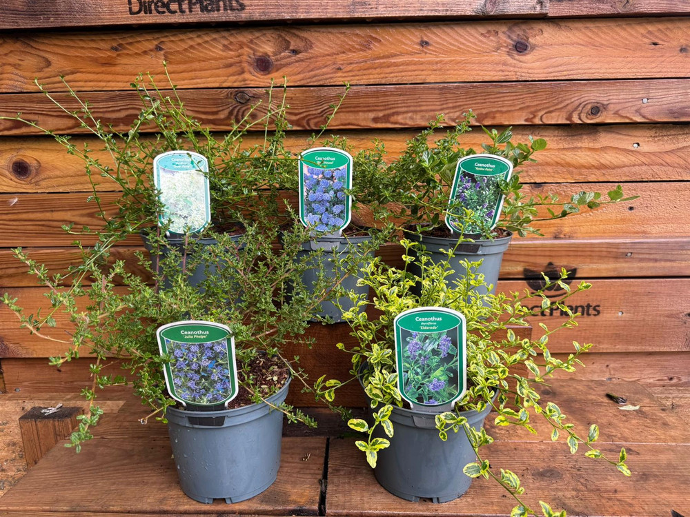 5 Mixed Large Ceanothus Lilac Shrubs in 2/3 Litre Pots By Direct Plants