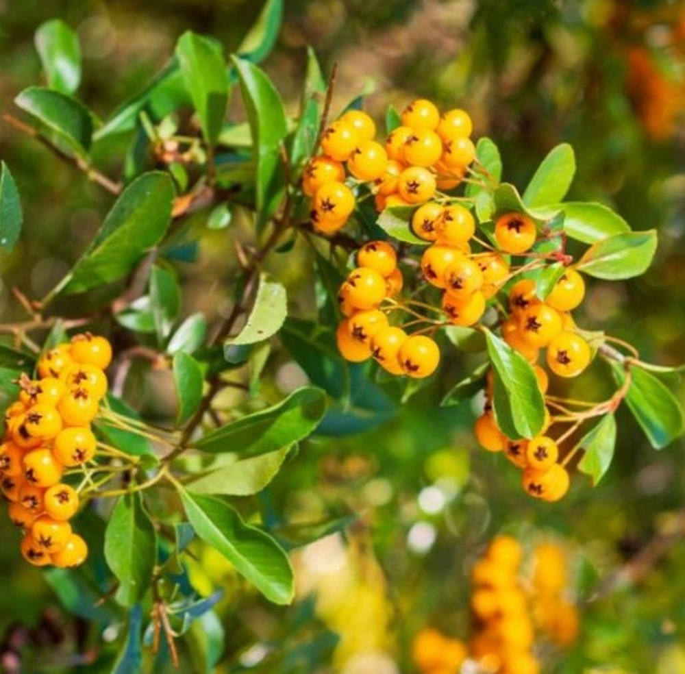 Pyracantha Soleil d'or Yellow Evergreen Garden Shrubs Pack of 3 By Direct Plants